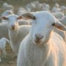Фото профиля भैडा राम 🐏