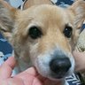 もぐもぐチョコ 的头像
