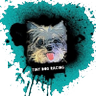 Profilbild von ➡️Tiny Dog Racing🏁twitch.tv/TinyDogRacing