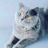Insanovic profil fotoğrafı