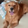 かわいいレオ君（レオママ） profil fotoğrafı