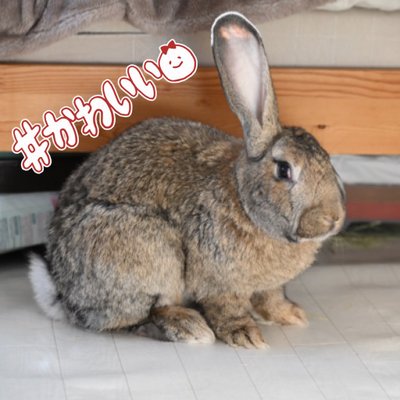 でかうさでかお@ウサギスキー🐇's profile picture