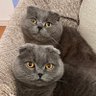 Profilbild von ニイニコ