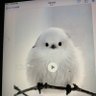 よっちゃん profil fotoğrafı