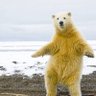 Фото профиля Polar Bear