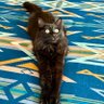 Profilbild von cattitude