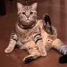 ねこおじさん profil fotoğrafı
