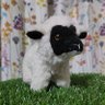🐏 miiyan🐏 profil fotoğrafı