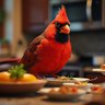 Red Bird 的头像