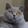 Profilbild von YY