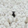 Imer Berisha profil fotoğrafı