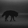 Noyan(Baycu)'s profile picture