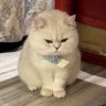 Фото профиля Mr. Meoww