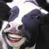 Profilbild von Cow in Texas