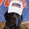 Ziggy McWiggles's profile picture