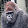 人間やめたらサグライフ profil fotoğrafı