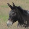 stubborn mule 的头像