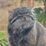 Фото профиля ダイエットは明日から