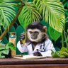 Overeducated Gibbon 的头像
