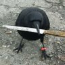 crow🔪's profile picture