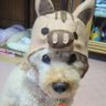 たろすけ profil fotoğrafı