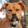 Profilbild von Got That Dog MMA