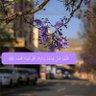 أبو ٱدم 的头像