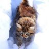 Cats's profile picture