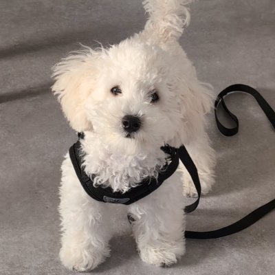 c-bata's profile picture