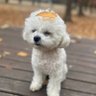 あさひ❤︎ ໒꒰ྀི´•J •` ꒱ྀིა profil fotoğrafı