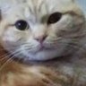 猫、寅次郎と家族's profile picture