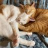 のら(ねこ)🐱🐈 profil fotoğrafı