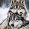 Джошкун Чорумлу profil fotoğrafı