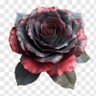 Ariya Aod's profile picture