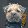 Profilbild von daz hotch