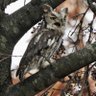 John the Owl Whisperer 🦉 profil fotoğrafı
