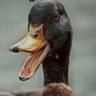 Profilbild von the_real_wacko69