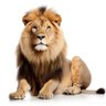 McLion. profil fotoğrafı