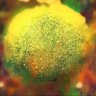 Decentralizedaz 的头像