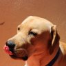 Pluto 🐶's profile picture