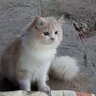 همس سالم profil fotoğrafı