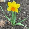 Фото профиля amateurgardner