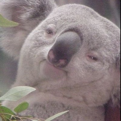 Snupolupogate's profile picture