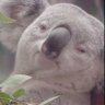 Profilbild von Snupolupogate