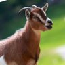 Profilbild von Goat pump