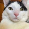 mudiquinha's profile picture