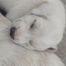 ป. profil fotoğrafı