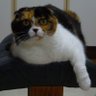 江戸川RUN歩 profil fotoğrafı