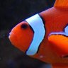 Profilbild von Feesh