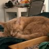 Salemcatlady 的头像